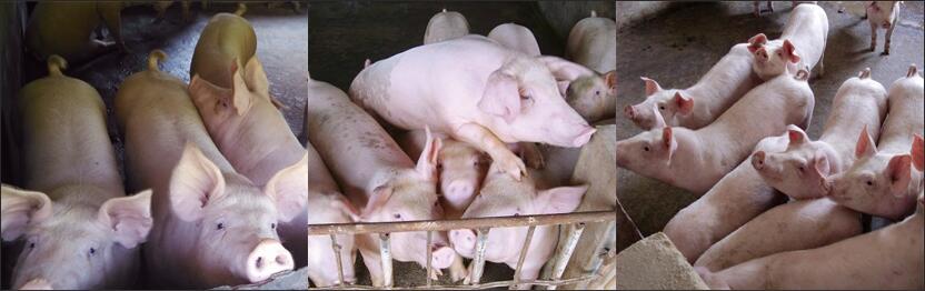 東莞市菜籃子,生豬網上交易,生豬網上交易及溯源平臺